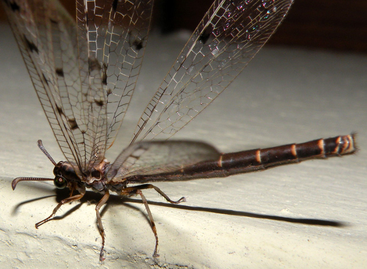 Myrmeleontidae davanti alla porta - Euroleon nostras